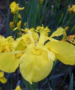 Roots Plants Iris Pseudacorus 'Flore Pleno' Irises