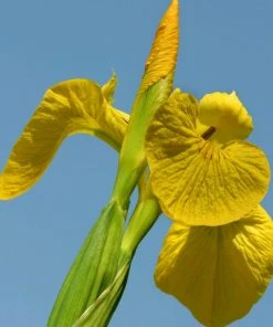 Roots Plants Irises Iris Pseudacorus