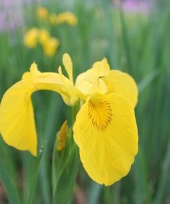 Roots Plants Irises Iris Pseudacorus