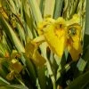 Roots Plants Iris Pseudacorus 'Variegata' 3L Pot Irises