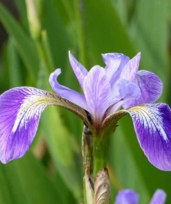 Roots Plants Irises Iris Versicolor