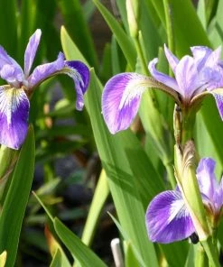 Roots Plants Irises Iris Versicolor
