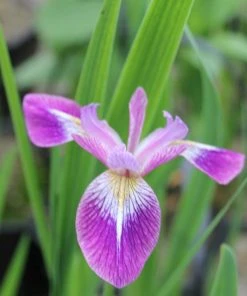 Roots Plants Iris Versicolor 'Kermesina' Irises