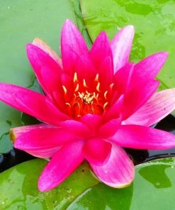 Roots Plants James Brydon Water Lily | Nymphaea