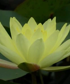 Roots Plants Joey Tomocik Water Lily | Nymphaea