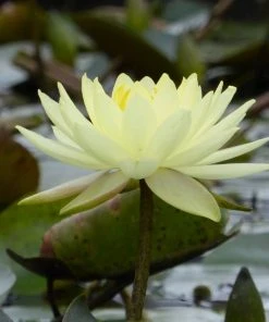 Roots Plants Joey Tomocik Water Lily | Nymphaea 10 Roots Plants Joey Tomocik Water Lily | Nymphaea