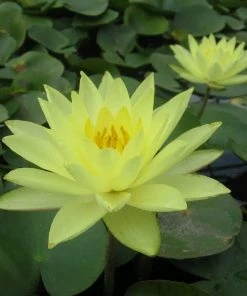 Roots Plants Joey Tomocik Water Lily | Nymphaea 12 Roots Plants Joey Tomocik Water Lily | Nymphaea