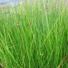 Roots Plants Grasses Soft Rush | Juncus Effusus