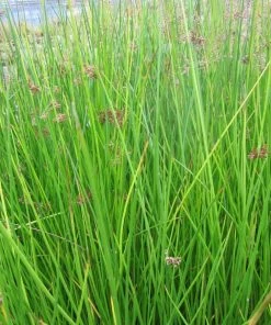 Roots Plants Grasses Soft Rush | Juncus Effusus