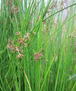Roots Plants Grasses Soft Rush | Juncus Effusus