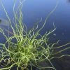Roots Plants Grasses Corkscrew Rush | Juncus Effusus Spiralis