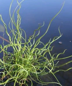 Roots Plants All Pond Plants Best Pond Plants For Any Size Pond | All In One | Oxygenating & Wildlife | Flowers & Structure 30 Roots Plants All Pond Plants Best Pond Plants For Any Size Pond | All In One | Oxygenating & Wildlife | Flowers & Structure