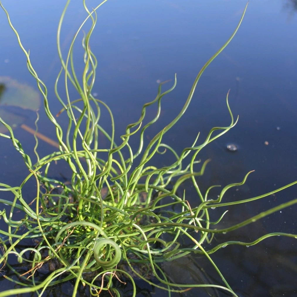 Roots Plants All Pond Plants Best Pond Plants For Any Size Pond | All In One | Oxygenating & Wildlife | Flowers & Structure 13 Roots Plants All Pond Plants Best Pond Plants For Any Size Pond | All In One | Oxygenating & Wildlife | Flowers & Structure