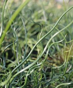 Roots Plants Grasses Corkscrew Rush | Juncus Effusus Spiralis