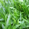 Roots Plants Grasses Brazilian Micro Sword | Lilaeopsis Brasiliensis| Oxygenating 1L Pot