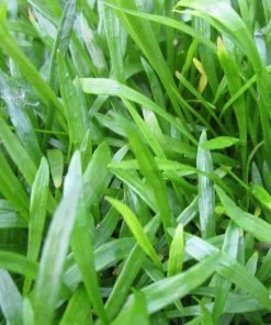 Roots Plants Grasses Brazilian Micro Sword | Lilaeopsis Brasiliensis| Oxygenating 1L Pot