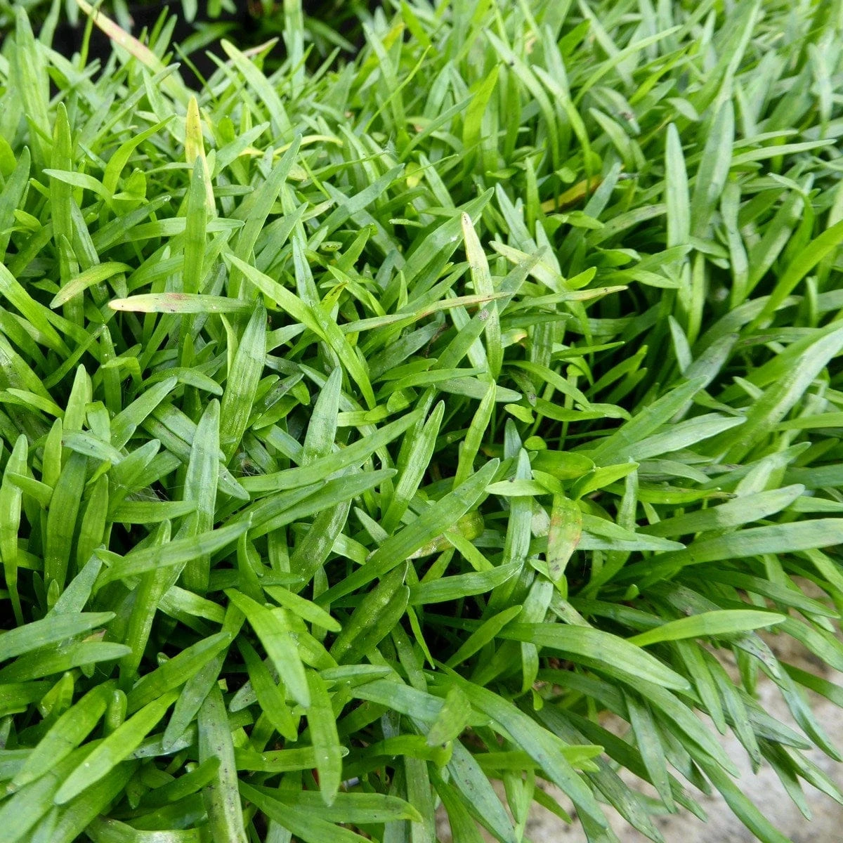 Roots Plants Grasses Brazilian Micro Sword | Lilaeopsis Brasiliensis| Oxygenating 1L Pot 4 Roots Plants Grasses Brazilian Micro Sword | Lilaeopsis Brasiliensis| Oxygenating 1L Pot