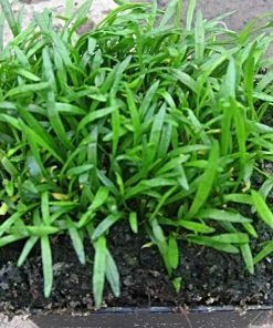 Roots Plants All Pond Plants Best Pond Plants For Any Size Pond | All In One | Oxygenating & Wildlife | Flowers & Structure 35 Roots Plants All Pond Plants Best Pond Plants For Any Size Pond | All In One | Oxygenating & Wildlife | Flowers & Structure