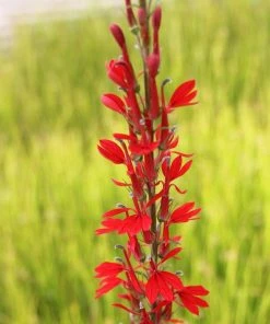 Roots Plants All Pond Plants Best Pond Plants For Any Size Pond | All In One | Oxygenating & Wildlife | Flowers & Structure 29 Roots Plants All Pond Plants Best Pond Plants For Any Size Pond | All In One | Oxygenating & Wildlife | Flowers & Structure