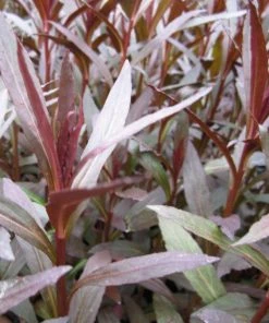 Roots Plants All Pond Plants Lobelia Fulgens 'Queen Victoria' 9 Roots Plants All Pond Plants Lobelia Fulgens 'Queen Victoria'