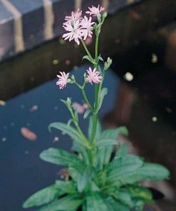 Roots Plants Ragged Robin