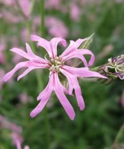 Roots Plants Ragged Robin 7 Roots Plants Ragged Robin