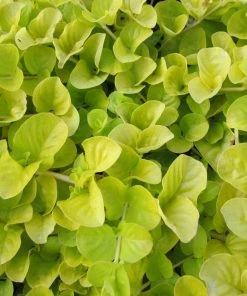 Roots Plants Golden Creeping Jenny | Lysimachia Nummularia 'Aurea'