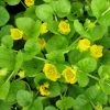Roots Plants Creeping Jenny | Lysimachia Nummularia