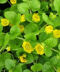 Roots Plants All Pond Plants Best Pond Plants For Any Size Pond | All In One | Oxygenating & Wildlife | Flowers & Structure 28 Roots Plants All Pond Plants Best Pond Plants For Any Size Pond | All In One | Oxygenating & Wildlife | Flowers & Structure