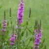 Roots Plants All Pond Plants Purple Loosestrife | Lythrum Salicaria