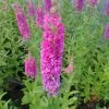 Roots Plants All Pond Plants Loosestrife | Lythrum Salicaria Robert