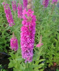 Roots Plants All Pond Plants Loosestrife | Lythrum Salicaria Robert