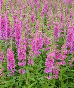 Roots Plants All Pond Plants Loosestrife | Lythrum Salicaria Robert