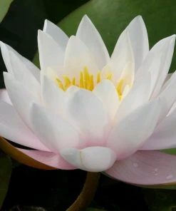 Roots Plants Large Water Lily | Nymphaea Marliacea Carnea