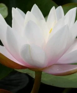 Roots Plants Large Water Lily | Nymphaea Marliacea Carnea