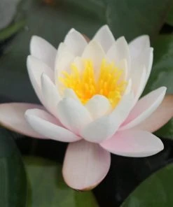 Roots Plants Large Water Lily | Nymphaea Marliacea Carnea