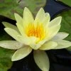 Roots Plants Yellow Water Lily | Nymphaea Marliacea Chromatella