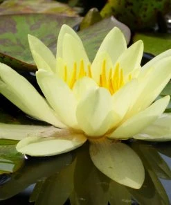 Roots Plants Yellow Water Lily | Nymphaea Marliacea Chromatella