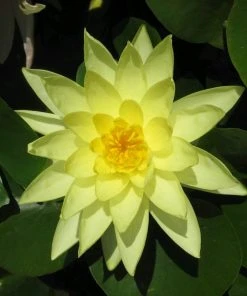 Roots Plants Miniature Pond Collection With A Lily | 6 X 1L Pots