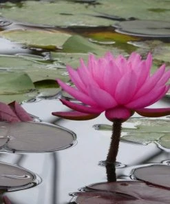 Roots Plants Large Double Petal Water Lily | Nymphaea Mayla