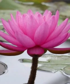 Roots Plants Large Double Petal Water Lily | Nymphaea Mayla