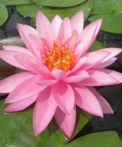 Roots Plants Large Double Petal Water Lily | Nymphaea Mayla
