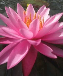 Roots Plants Large Double Petal Water Lily | Nymphaea Mayla