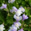 Roots Plants Chinese Marshflower | Mazus Reptans All Pond Plants