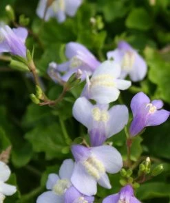 Roots Plants Chinese Marshflower | Mazus Reptans All Pond Plants