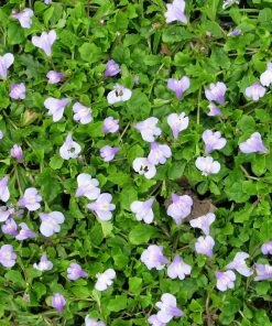 Roots Plants Chinese Marshflower | Mazus Reptans All Pond Plants