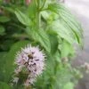 Roots Plants All Pond Plants Water Mint | Mentha Aquatica 2 Roots Plants All Pond Plants Water Mint | Mentha Aquatica
