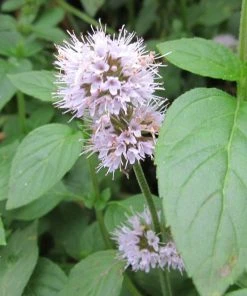 Roots Plants All Pond Plants Water Mint | Mentha Aquatica