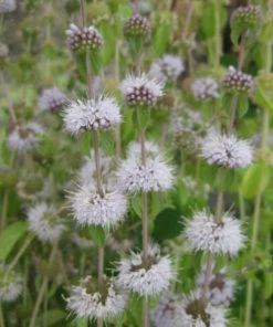 Roots Plants Pennyroyal | Mentha Pulegium All Pond Plants