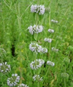Roots Plants Pennyroyal | Mentha Pulegium All Pond Plants